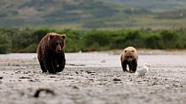 Brown bear (Ursus arctos) and cub walking across a shallow river, during Salmon (Salmonidae sp.) migration. A gull (Laridae sp.) is standing infront of the bears. Katmai National Park, Alaska. August.