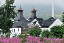 Dalwhinnie whisky distillery buildings with Rowan (Sorbus sp.) and Rosebay willowherb (Chamaenerion angustifolium) flowers in foreground. The site was chosen for its access to clear spring water from...