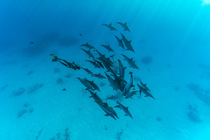 Freediver swimming among pod of Spinner dolphins (Stenella longirostris) in shallow sandy lagoon, Marsa Alam, Egypt, Red Sea. Model released.