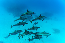 Pod of Spinner dolphins (Stenella longirostris) swimming in shallow sandy lagoon, Marsa Alam, Egypt, Red Sea.