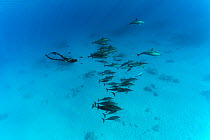 Freediver swimming among pod of Spinner dolphins (Stenella longirostris) in shallow sandy lagoon, Marsa Alam, Egypt, Red Sea. Model released.