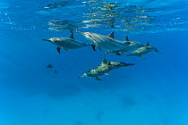 Pod of Spinner dolphins (Stenella longirostris) with Blackbarred surgeonfish (Acanthurus gahhm) swimming close to the surface, Marsa Alam, Egypt, Red Sea.