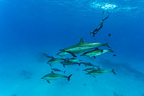 Freediver swimming among pod of Spinner dolphins (Stenella longirostris) and Blackbarred surgeonfish (Acanthurus gahhm) in shallow sandy lagoon, Marsa Alam, Egypt, Red Sea. Model released.
