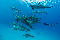 Freediver swimming among pod of Spinner dolphins (Stenella longirostris) in shallow lagoon, Marsa Alam, Egypt, Red Sea. Model released.