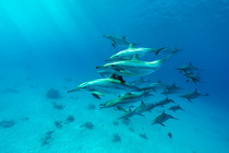 Spinner dolphin (Stenella longirostris) pod swimming over seabed in shallow, sandy lagoon, Marsa Alam, Egypt, Red Sea.