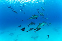 Freediver swimming among pod of Spinner dolphins (Stenella longirostris) and Blackbarred surgeonfish (Acanthurus gahhm) in shallow lagoon, Marsa Alam, Egypt, Red Sea. Model released.