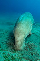 Dugong (Dugong dugon) on seabed feeding on Seagrass meadow (Halophila stipulacea), Marsa Alam, Egypt, Red Sea.
