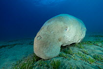 Dugong (Dugong dugon) resting on seabed after feeding on Seagrass meadow (Halophila stipulacea), Marsa Alam, Egypt, Red Sea.