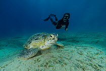Freediver watching a Green turtle (Chelonia mydas) feeding on seabed, Abu Dabbab Bay, Marsa Alam, Egypt, Red Sea. Endangered. Model released.