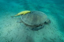 Green turtle (Chelonia mydas) on seabed feeding on Seagrass (Halophila stipulacea) with Remora fish (Echeneis naucrates), Abu Dabbab Bay, Marsa Alam, Egypt, Red Sea. Endangered.