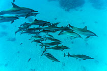 RF - Pod of Spinner dolphins (Stenella longirostris) swimming over shallow sandy lagoon, Marsa Alam, Egypt, Red Sea. (This image may be licensed either as rights managed or royalty free.)