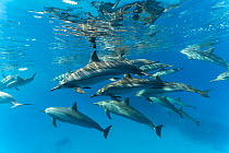 RF - Pod of Spinner dolphins (Stenella longirostris) swimming close to the surface, Marsa Alam, Egypt, Red Sea. (This image may be licensed either as rights managed or royalty free.)