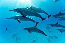 RF - Pod of Spinner dolphins (Stenella longirostris) swimming over shallow sandy lagoon, Marsa Alam, Egypt, Red Sea. (This image may be licensed either as rights managed or royalty free.)