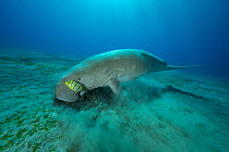 RF - Dugong (Dugong dugon) feeding on a Seagrass meadow (Halophila stipulacea) on seabed, accompanied by Golden trevally (Gnathanodon speciosus) juvenile, Marsa Alam, Egypt, Red Sea. (This image may b...