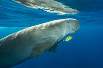 RF - Dugong (Dugong dugon) swimming back to surface to breathe after feeding on seagrass, accompanied by Golden trevally (Gnathanodon speciosus) juvenile, Marsa Alam, Egypt, Red Sea. (This image may b...