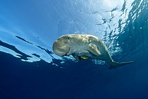 RF - Dugong (Dugong dugon) swimming to the surface to breathe after feeding, accompanied by Golden trevally (Gnathanodon speciosus) juvenile, Marsa Alam, Egypt, Red Sea. (This image may be licensed ei...