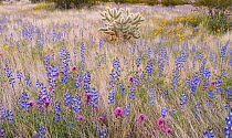 Lupine (Lupinus sp.), Owl's clover (Castilleja exserta venusta) and Mexican poppies (Eschscholzia californica mexicana) in flower in meadow, Sonoran Desert National Monument, Arizona, USA, March...