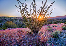 Ocotillo (Fouquieria splendens) in leaf, surrounded by Notch-leaved phacelia (Phacelia crenulata) at sunset, Sonoran Desert National Monument, Arizona, USA, March 2023. Superbloom occurs after abundan...