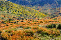 Globemallow (Sphaeralcea ambigua) in flower with Brittlebush (Encelia farinosa) flowering on hill behind between Saguaro cacti (Carnegiea gigantea)  Dripping Springs Mountains, Sonoran Desert, Pinal C...