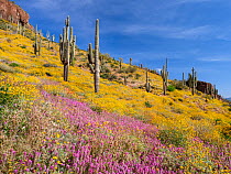 Brittlebush (Encelia farinosa) and Owl's clover (Castilleja exserta) in flower amongst Saguaro cactus (Carnegiea gigantea) studded slopes, Sonoran Desert, Tonto National Monument, Arizona, USA, A...