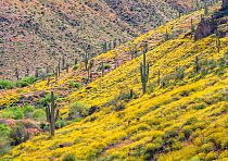 Brittlebush (Encelia farinosa) and Owl's clover (Castilleja exserta) in flower amongst Saguaro cactus (Carnegiea gigantea) studded slopes, Sonoran Desert, Tonto National Monument, Arizona, USA, A...