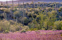 Notch-leaved phacelia (Phacelia crenulata) flowering beside Ocotillo (Fouquieria splendens) with Saguaro cacti (Carnegiea gigantea) behind, Sonoran Desert National Monument, Arizona, USA, March 2023....