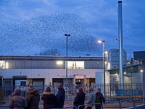 People watching a murmuration of European starlings (Sturnus vulgaris) over factory, Fakenham, Norfolk, England, UK, February.