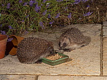 Hedgehogs (Erinaceus europaeus) feeding from food bowl on garden patio, Holt, Norfolk, England, UK, July.