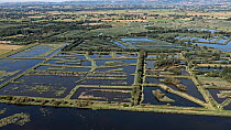 Aerial view of RSPB Ham Wall Nature Reserve, Somerset Levels, Somerset, England, UK, August.