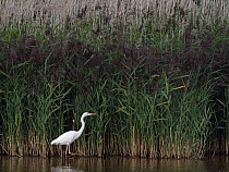 Great white egret (Ardea alba) wading through water beside reed bed, Titchwell RSPB Nature Reserve, Norfolk, England, UK, September.