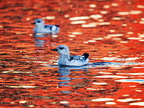 Black guillemots (Cepphus grylle) swimming in sea, showing winter plumage, Lerwick Harbour, Shetland, Scotland, UK, November. Red reflection on water from boat.