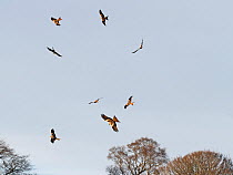 Flock of Red kites (Milvus milvus) circling carrion, Dumfries & Galloway, Scotland, UK, December.