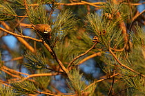 Common crossbill (Loxia curvirostra) male, perched in Pine tree (Pinus sp.) feeding on a pine cone, Devon, UK. March.