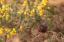 Dartford warbler (Sylvia undata) male, foraging for insects amongst flowering Gorse (Ulex sp.), Thursley Common, Surrey, UK. April.