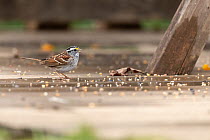 White-throated sparrow (Zonotrichia albicollis) on the ground feeding on bird seed, Barcombe Cross, West Sussex, UK. April. Controlled conditions.