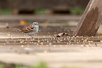 White-throated sparrow (Zonotrichia albicollis) on the ground  feeding on bird seed, Barcombe Cross, West Sussex, UK. April. Controlled conditions.