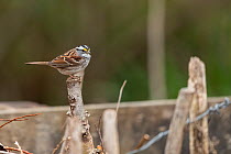 White-throated sparrow (Zonotrichia albicollis) perched on a fence post, Barcombe Cross, West Sussex, UK. April. Controlled conditions.