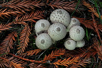 Common puff-ball (Lycoperdon perlatum) on woodland floor, New Forest, Hampshire, UK. October.