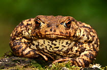 Common toad (Bufo bufo) female, portrait, Dorset, UK. April. Captive.