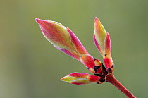 Field maple (Acer campestre) bud, close up, Dorset, UK. April. Controlled conditions.