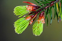 Norway spruce (Picea abies) new growth needles in spring, Dorset, UK, April. Controlled conditions.