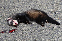 Polecat (Mustela putorius) juvenile, lying dead in road after being hit by car, Dorset, UK. June.