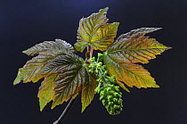 Sycamore (Acer pseudoplatanus) spring blossom and foliage, Dorset, UK. April. Controlled conditions.