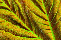 Sycamore (Acer pseudoplatanus) leaf veins detail, Dorset, UK. April.