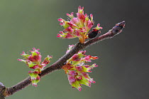 Wych elm (Ulmus glabra) blossom, Dorset, UK. April. Controlled conditions.