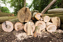 Pile of felled Ash (Fraxinus excelsior) trunks infected with Ash Dieback Disease (Hymenoscyphus pseudofraxineus) in ancient semi-natural woodland, Herefordshire Plateau, England, UK. June.