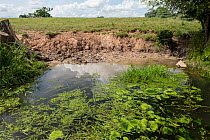Eutrophic ditch with bank erosion caused by cattle, with Spirogyra and Enteromorpha algae and floating leaves of Unbranched bur-reed (Sparganium erersum), Herefordshire Lowlands, England, UK. June, 20...