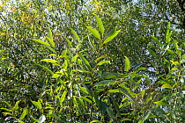 Bifurcate crack willow (Salix x fragilis var. furcata) leaves, Bodenham Lake Nature Reserve, Herefordshire Wildlife Trust, England, UK. September.