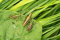Three Field grasshoppers (Chorthippus brunneus) female in between two males, resting on a leaf, Berrington Hall Pool SSSI, Herefordshire, England, UK. August.