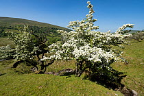 Hawthorn (Crataegus monogyna) in blossom, Afon Senni valley, Brecon Beacons National Park, Powys, Wales, UK. April.